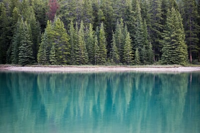 风景摄影的湖附近的松树
